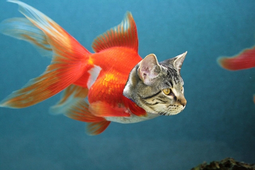Creation of Catfish: Step 5